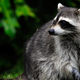 THIS IS NOT THE RACOON PLEASE READ THE BLOG / Image via Getty